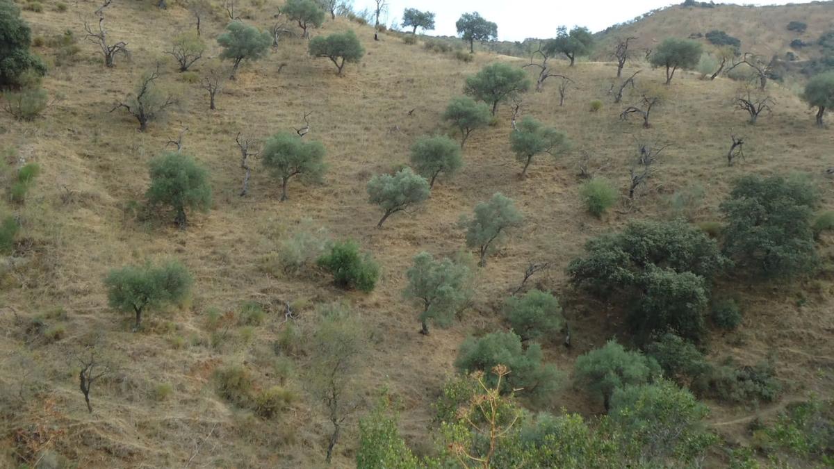 Land for sale in Casabermeja, Malaga photo 4