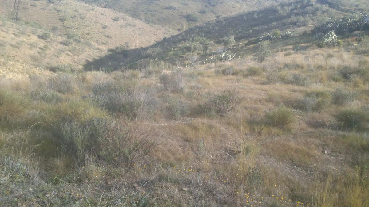 Land for sale in Vélez-Málaga, Malaga photo 4