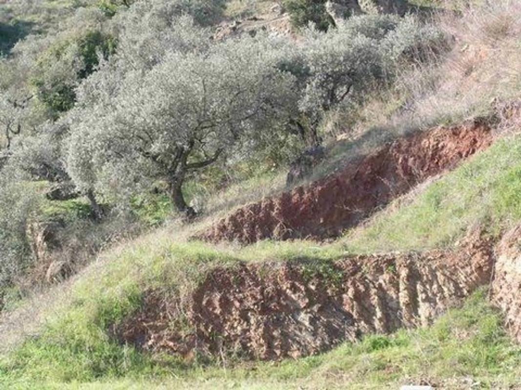 Land for sale in Comares, Malaga photo 4