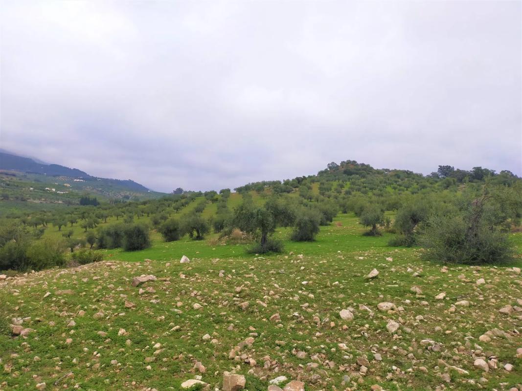 Terreno en venta en Alozaina, Malaga photo 1