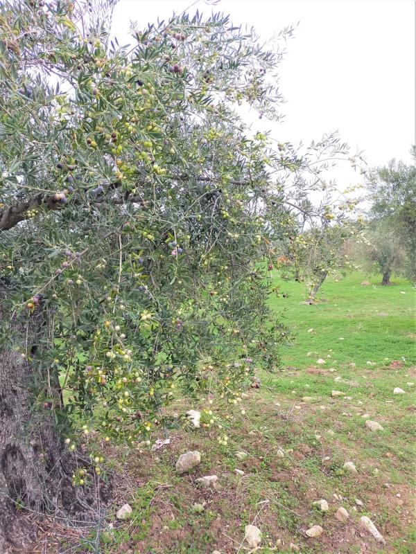 Terreno en venta en Alozaina, Malaga photo 2