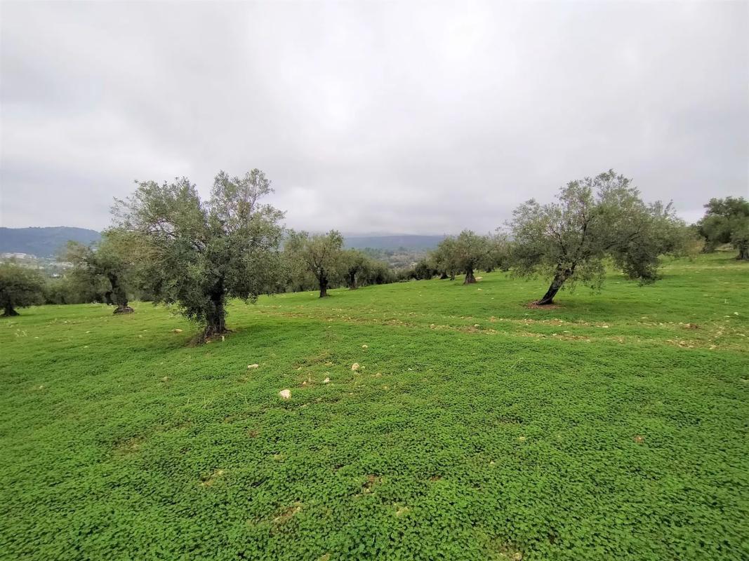 Terreno en venta en Alozaina, Malaga photo 3
