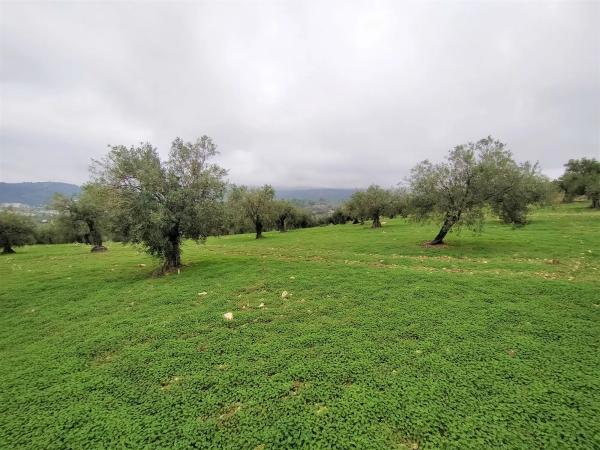 Terreno en Alozaina photo 3