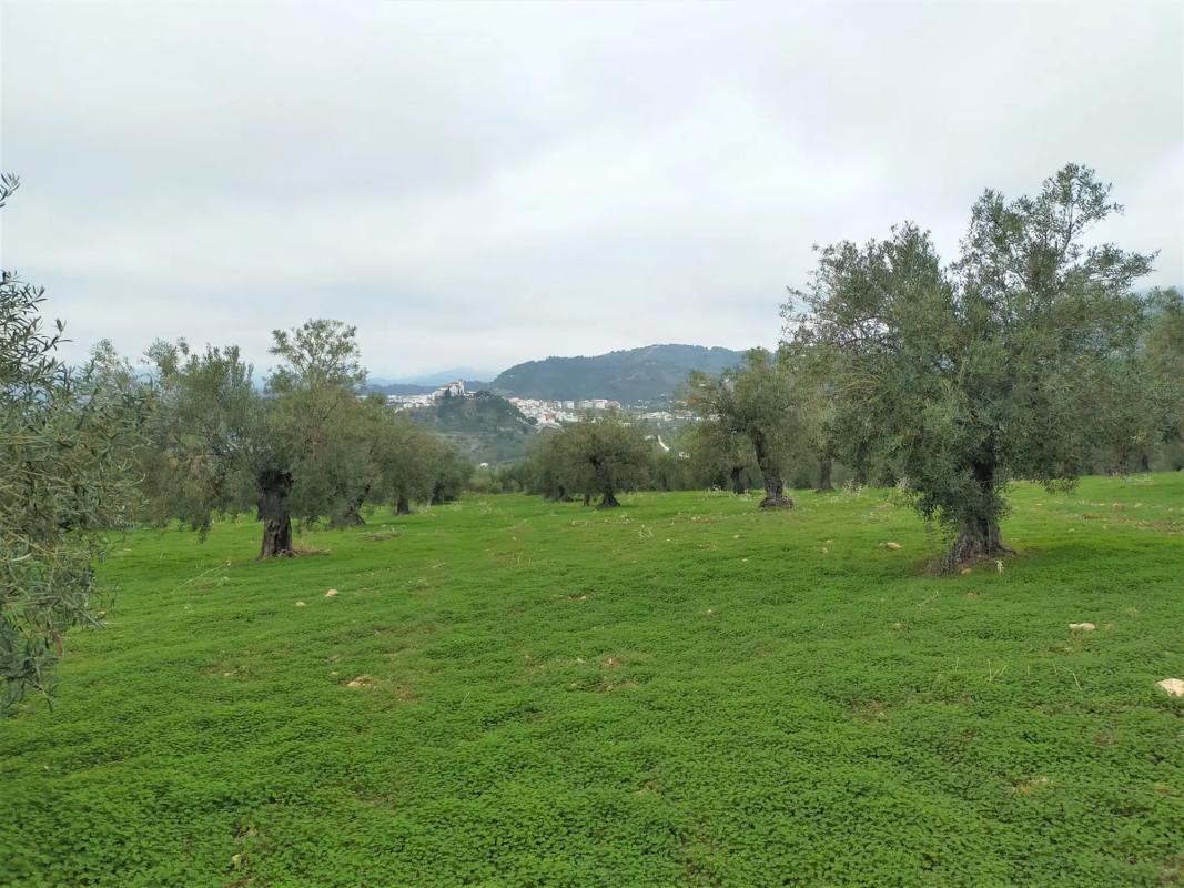 Terreno en venta en Alozaina, Malaga photo 4