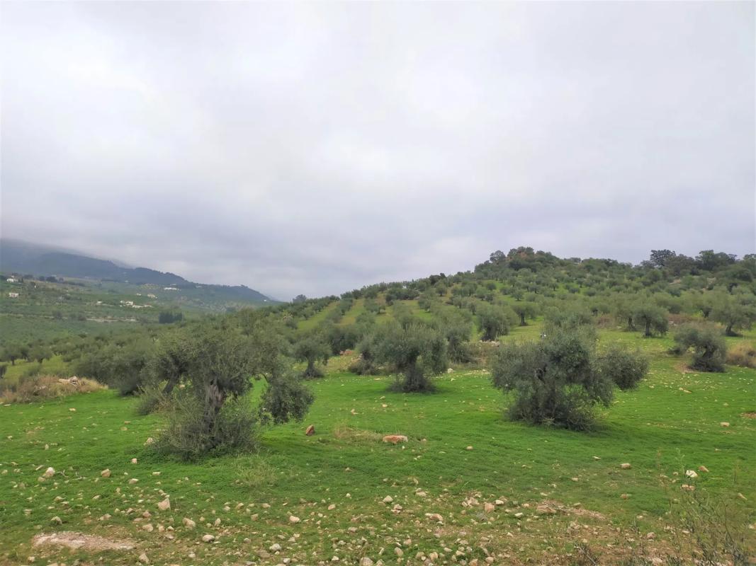 Terreno en venta en Alozaina, Malaga photo 5