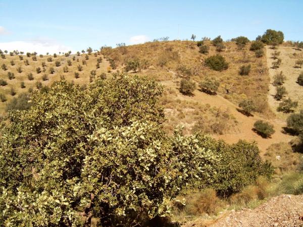 Terreno en Rustico s/n sn photo 3