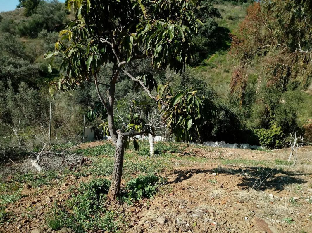 Terreno en venta en Rincón de la Victoria, Malaga photo 4