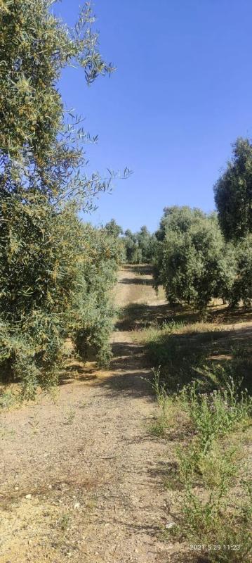 Участок земли на продажу в Виллануэва-де-Альгайдас, Малага photo 1