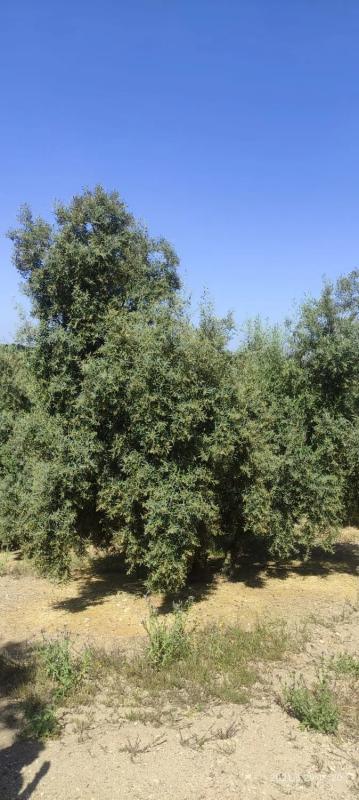 Участок земли на продажу в Виллануэва-де-Альгайдас, Малага photo 3