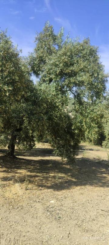 Участок земли на продажу в Виллануэва-де-Альгайдас, Малага photo 5