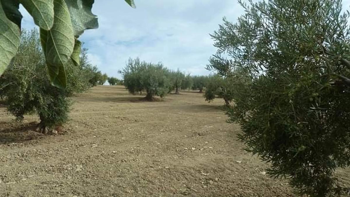 Terreno en venta en Alozaina, Malaga photo 3