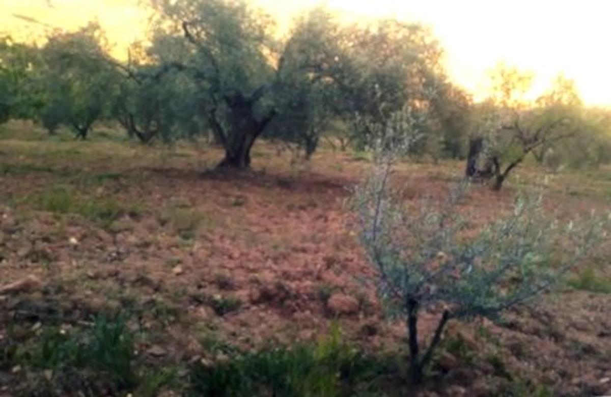 Land for sale in Casabermeja, Malaga photo 3