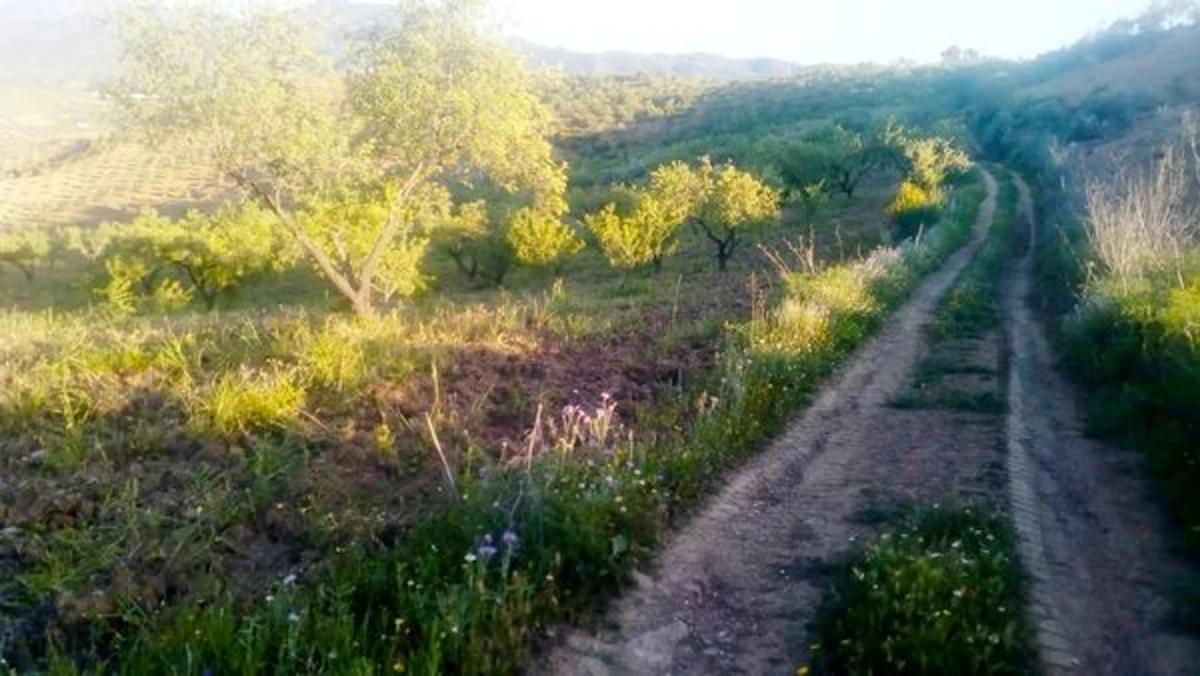 Land for sale in Casabermeja, Malaga photo 4