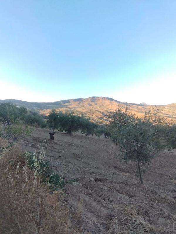 Land for sale in Casabermeja, Malaga photo 5