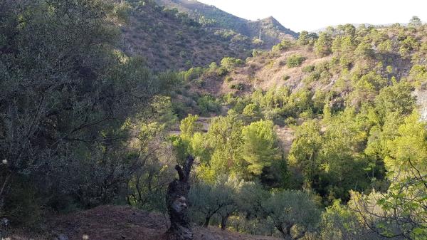 Terreno en camino Istán de a Tolox, km 4 photo 1