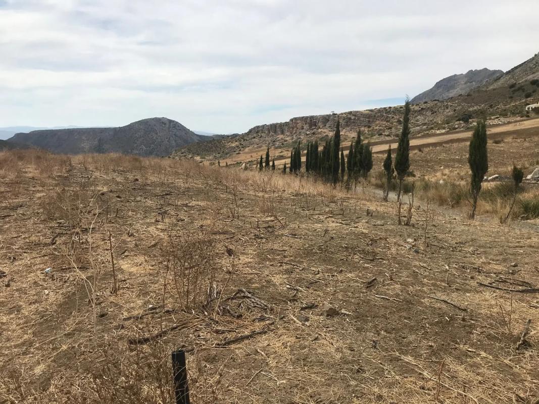 Land for sale in Alcaucín, Malaga photo 4