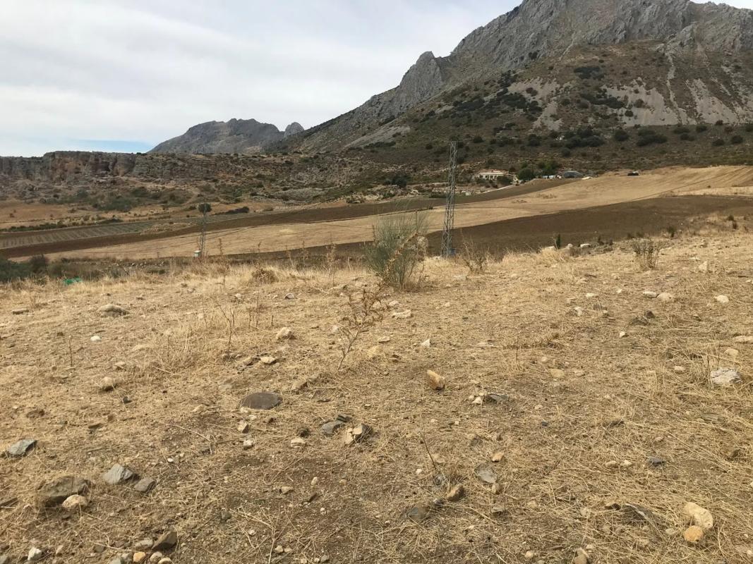 Land for sale in Alcaucín, Malaga photo 5