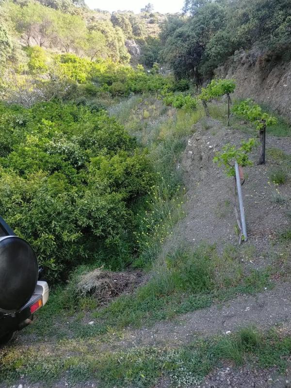 Terreno en venta en Salares, Malaga photo 2