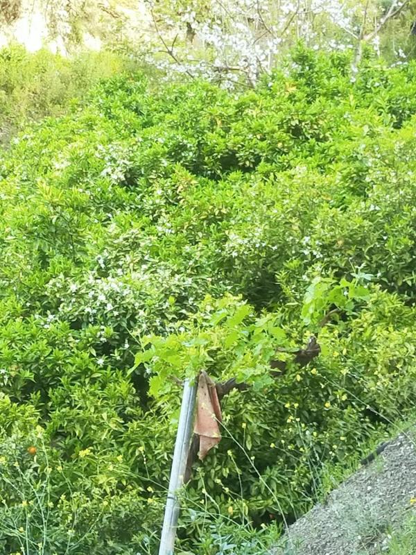 Terreno en venta en Salares, Malaga photo 3