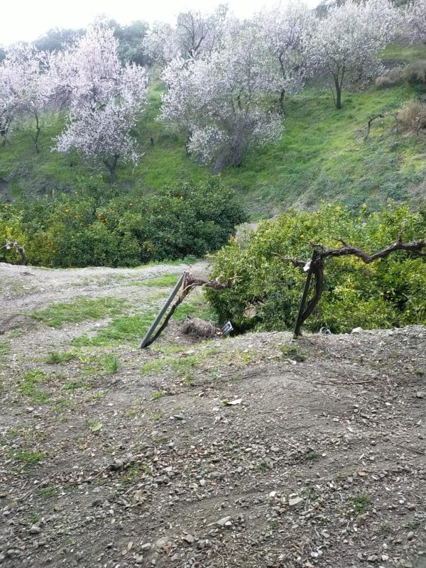 Terreno en venta en Salares, Malaga photo 5