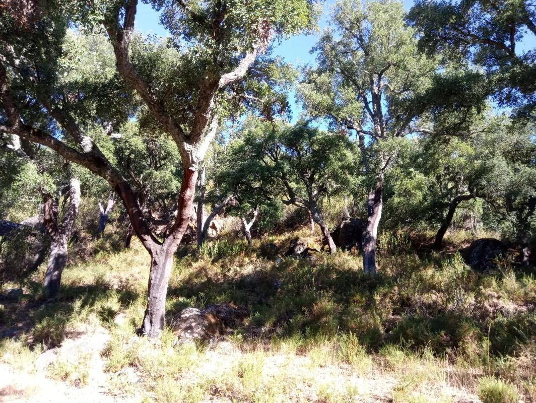 Działka na sprzedaż w Montejaque, Malaga photo 5