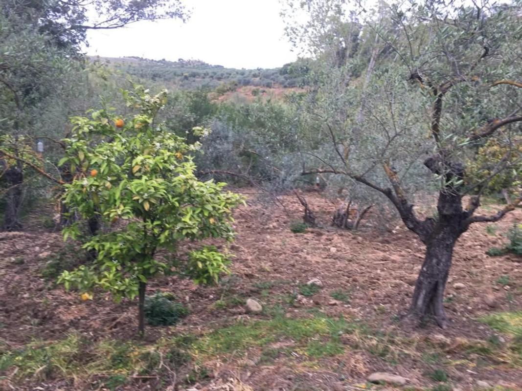 Land for sale in Casarabonela, Malaga photo 1