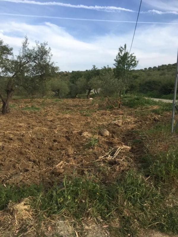 Land for sale in Casarabonela, Malaga photo 4