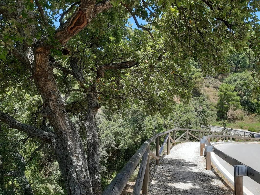 Land for sale in Genalguacil, Malaga photo 2