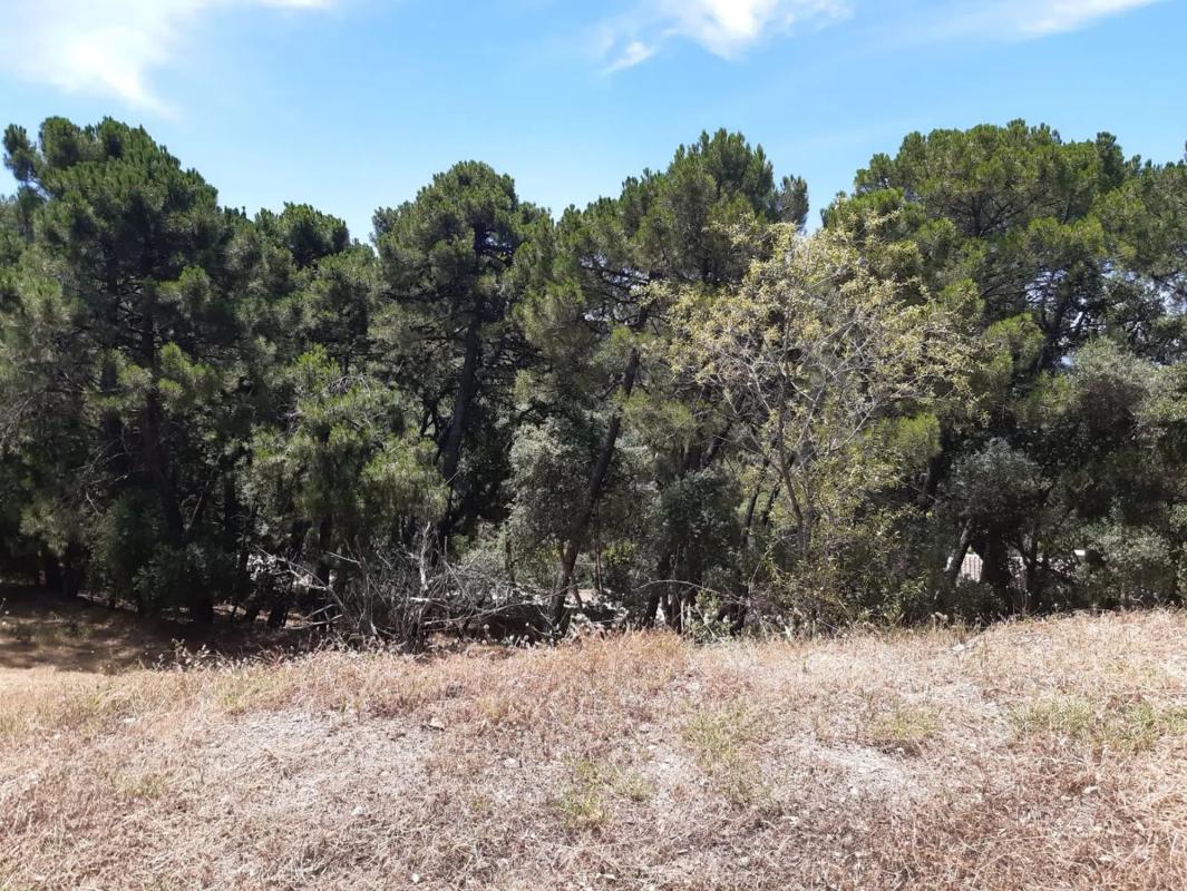 Land for sale in Genalguacil, Malaga photo 3