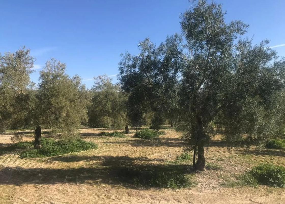 Działka na sprzedaż w Alameda, Malaga photo 3