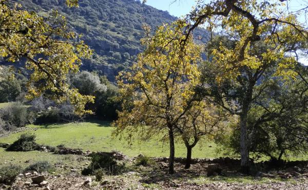 Terreno en El Robledal "Huerta el Sauzal" s/n Sn photo 1