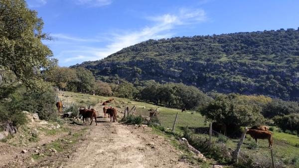 Terreno en El Robledal "Huerta el Sauzal" s/n Sn thumbnail 1