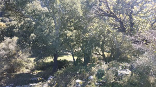 Terreno en El Robledal "Huerta el Sauzal" s/n Sn photo 4