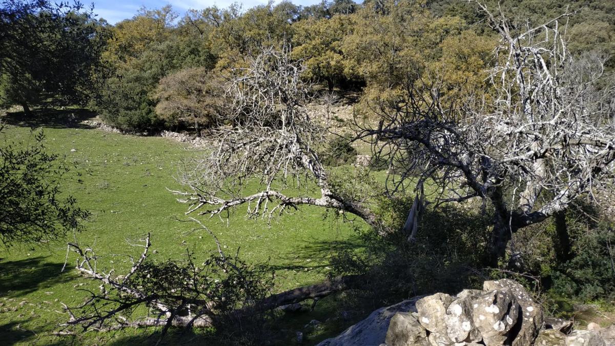 Terreno en venta en Cortes de la Frontera, Malaga photo 5