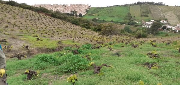 Terreno en camino el peñoncillo s/n photo 2
