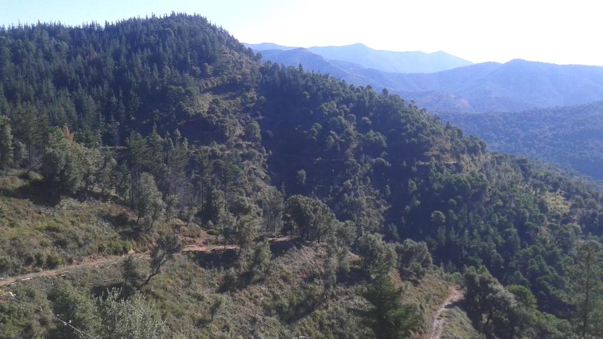 Land for sale in Juzcar, Malaga photo 4