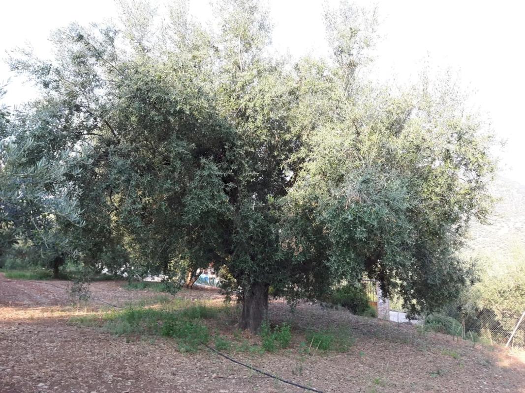 Działka na sprzedaż w Periana, Malaga photo 1