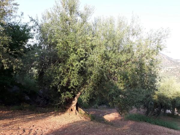 Terreno en Becerril, km 2 photo 2