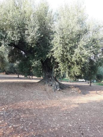 Terreno en Becerril, km 2 photo 3