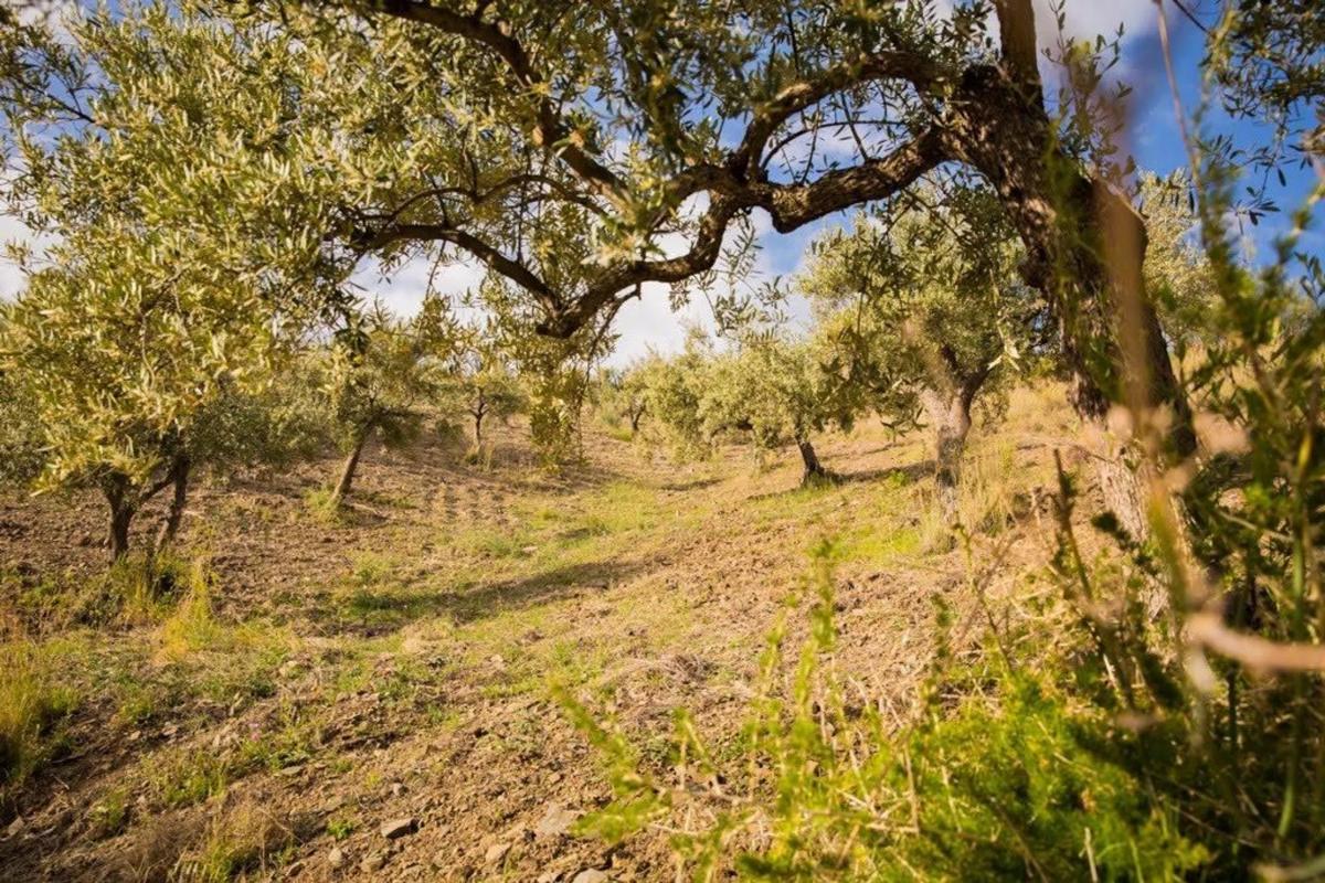 Land for sale in Rincón de la Victoria, Malaga photo 5
