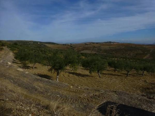 Terreno en camino de Valentín, km 2 photo 2