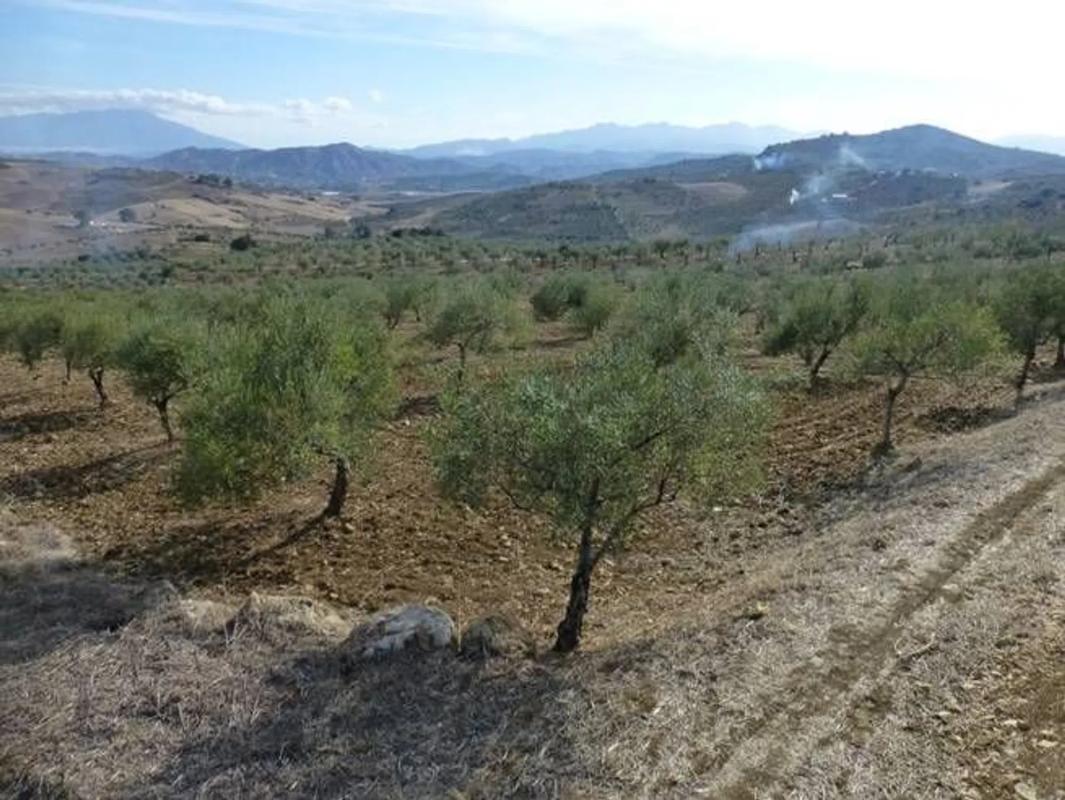 Terreno en venta en Alozaina, Malaga photo 3