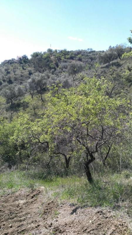 Terreno en venta en Riogordo, Malaga photo 2