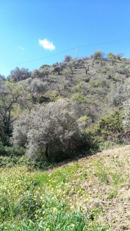 Terreno en venta en Riogordo, Malaga photo 4