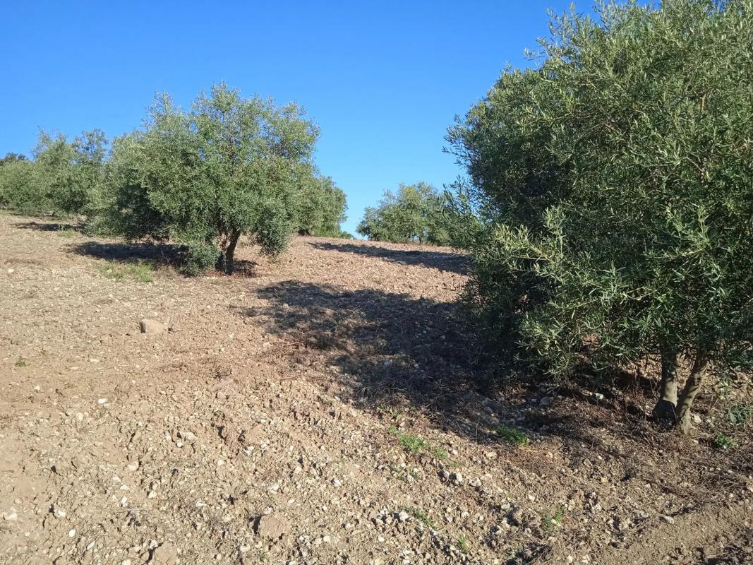 Działka na sprzedaż w Antequera, Malaga photo 1
