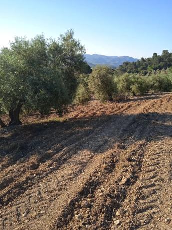 Terreno en carretera Madrid Málaga s/n photo 3