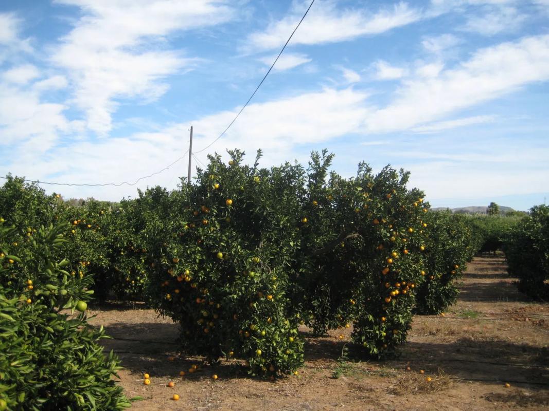 Terreno en venta en Cártama, Malaga photo 2