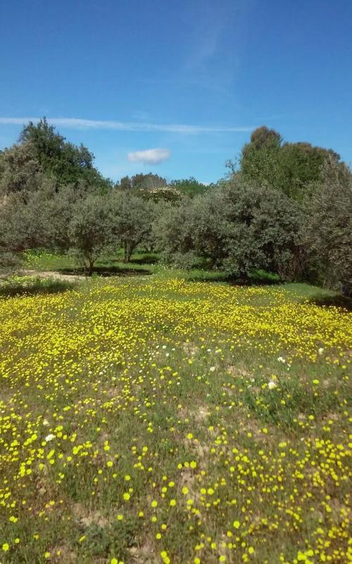 Terreno en venta en Cártama, Malaga photo 2