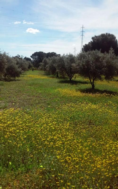 Terreno en venta en Cártama, Malaga photo 4