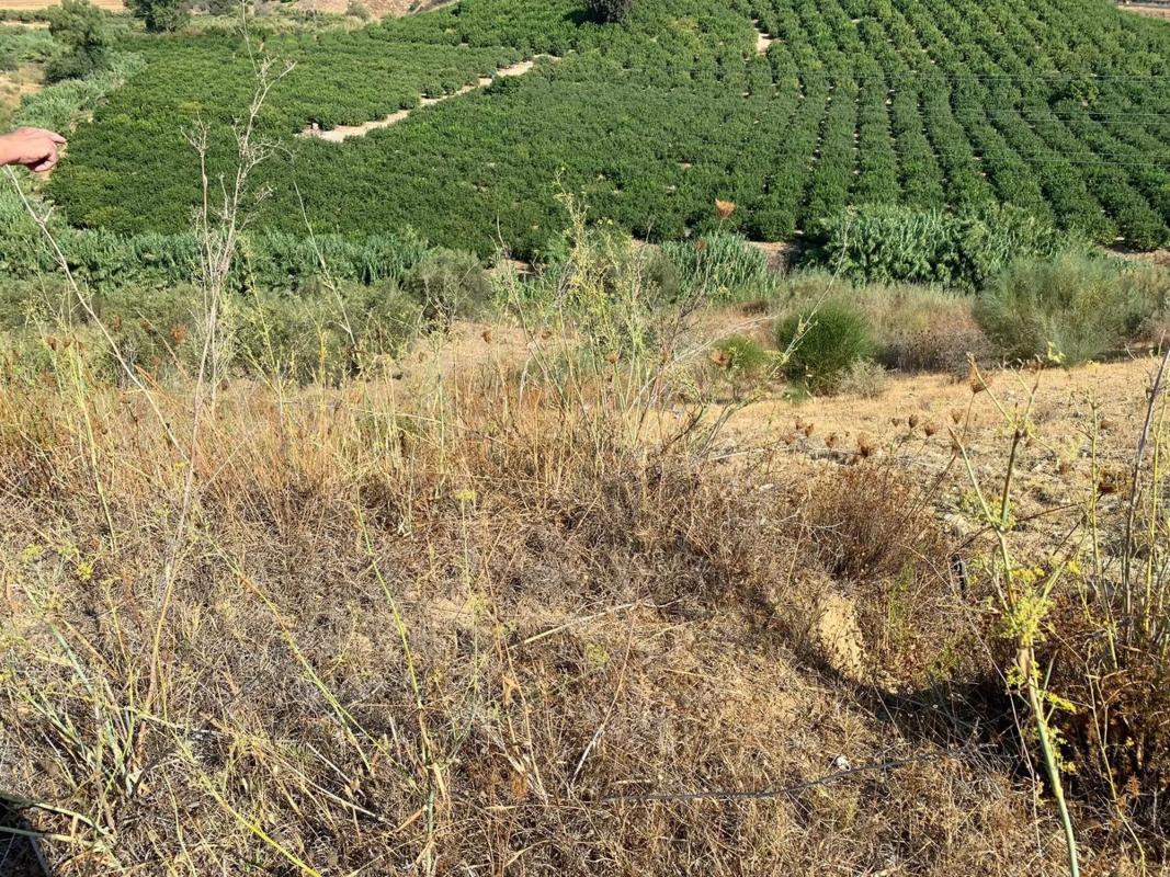 Terreno en venta en Alhaurín de la Torre, Malaga photo 3